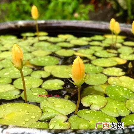 金莲菜花开时在阳光下泛光如金 荇菜又被成为金莲还是金荷？