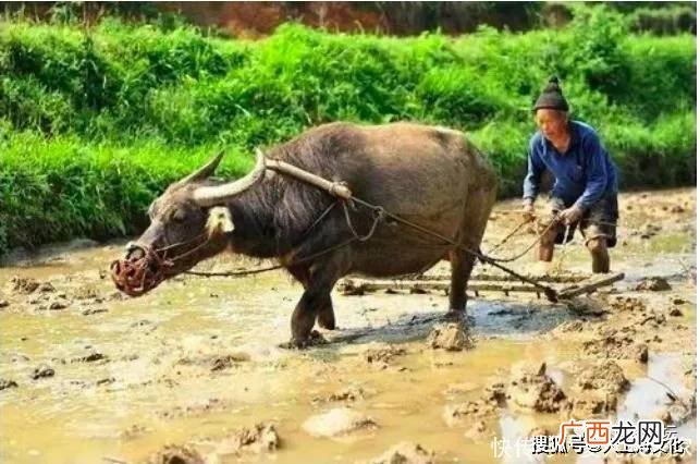 牛农是什么意思,带金和农的成语？