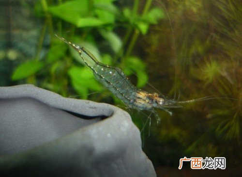 沙线是什么,蛏子的沙线怎么取？