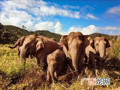 亚洲象的特点,象代表什么寓意？