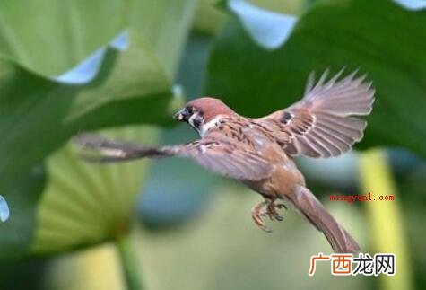 01 脑筋急转弯怎样使麻雀安静下来？