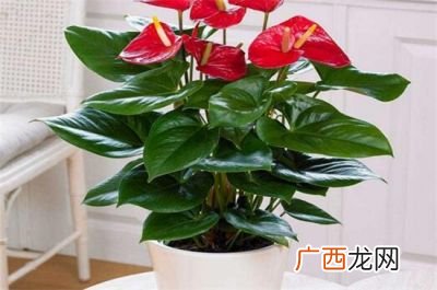 红掌花的寓意,红掌花的寓意和象征？