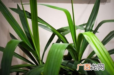 兰花大团圆和大富贵有什么区别,兰花大团圆什么时候开花？