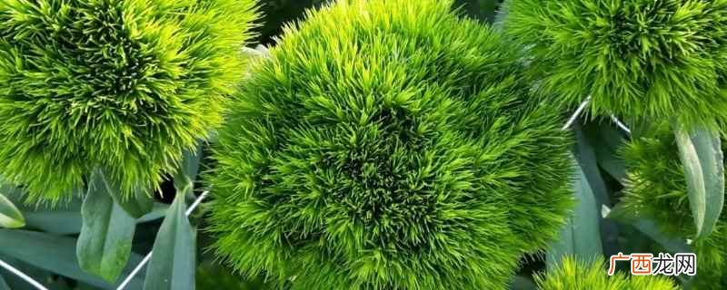 绿色毛蛋蛋是绿石竹吗 绿色毛蛋蛋是什么花