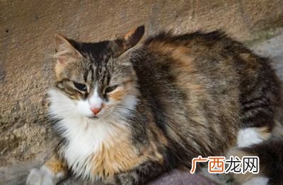 详细 2个月的猫咪怎么喂养,2个月大的猫咪吃什么东西??