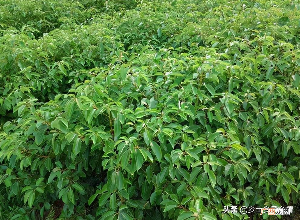 龙脑樟种植真的是骗局吗 龙脑樟树适合哪些地方种植