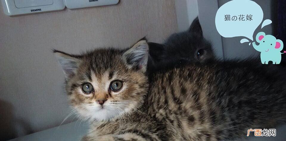 银点猫和渐层猫的区别,银渐层比赛标准？