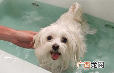 狗狗洗澡多久一次,狗狗是不是可以天天洗澡？