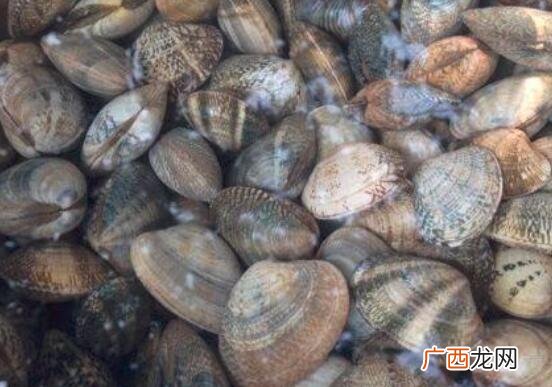 沙甲和花甲的营养价值区别 沙甲和花甲的区别