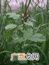 苋怎么读,苋菜的苋和哪个字同音？