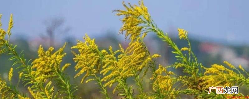 加拿大一枝黄花的种籽总数极大、体型小、重量较轻,容易大范畴蔓 加拿大一枝黄花为什么是生态杀手