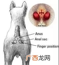 狗的肛门腺在什么位置,狗挤肛腺的作用？