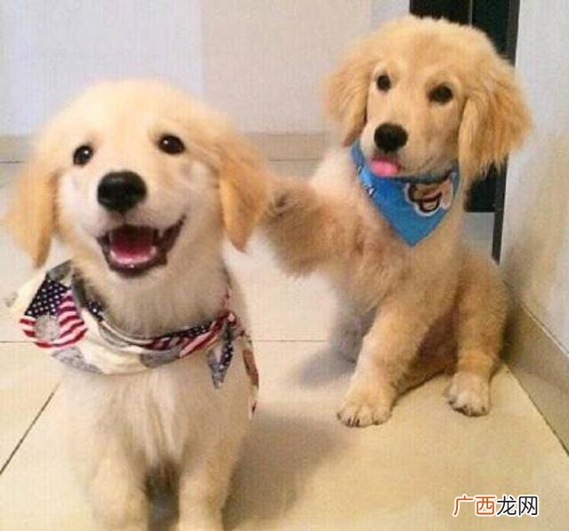 金毛掉毛厉害吗,罗威纳和金毛哪个掉毛严重？