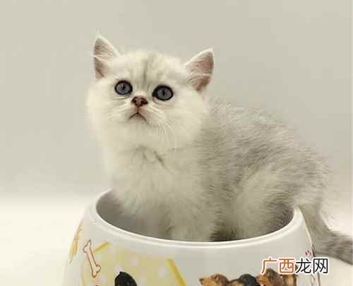 一般家养的、非纯正血统的银渐层猫的定价 银渐层猫多少钱一只