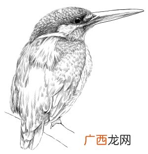 普通翠鸟是几级保护动物,麻雀是几级保护动物？二类保护动物是几级？