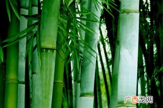 竹子的种类,竹子有哪些类型？怎样辨别？