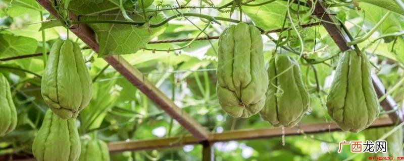 佛手瓜既可做菜,又能当新鲜水果直接生吃 佛手瓜冬天储存方法