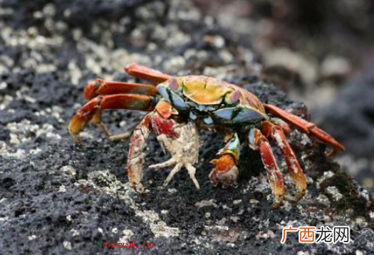 简略回应螃蟹关键喜欢吃 螃蟹吃什么