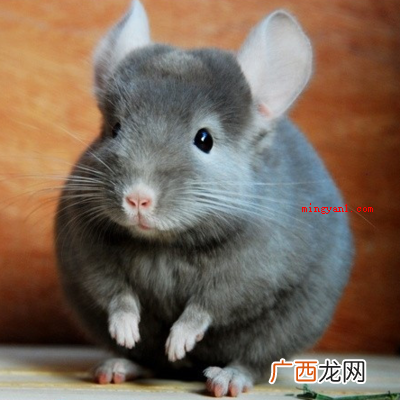 宠物龙猫不是猫科,它是哺乳纲啮齿目豪猪 宠物龙猫是猫吗？