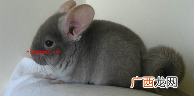宠物龙猫不是猫科,它是哺乳纲啮齿目豪猪 宠物龙猫是猫吗？