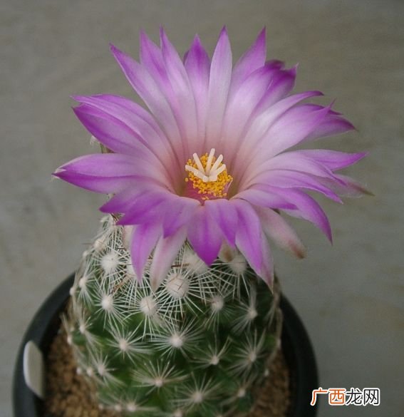 仙人球的花有哪几种颜色,仙人掌有哪些花色？