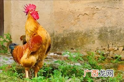 鸡豚的读音是什么,森是木字旁吗？