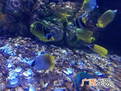 厦门有几个海洋世界,厦门市区有哪几个区?