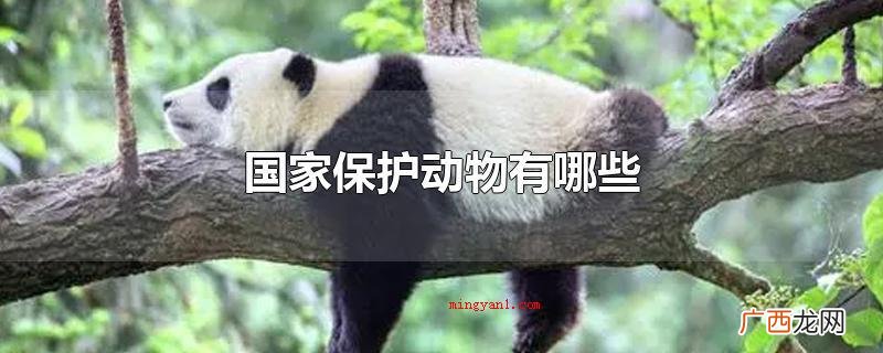 国家一级保护动物有什么 国家保护动物有哪些