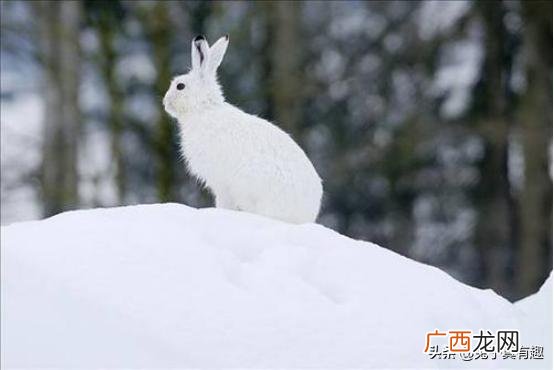 兔子的习性,兔子的种类与生活习性？