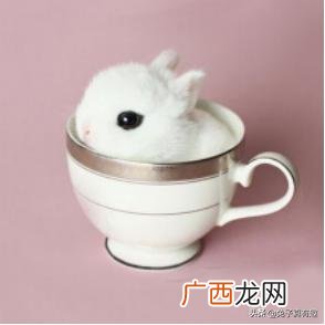 兔子的习性,兔子的种类与生活习性？