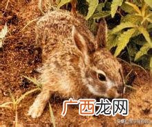 兔子的习性,兔子的种类与生活习性？