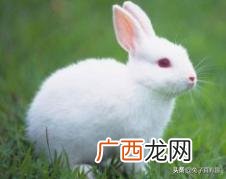 兔子的习性,兔子的种类与生活习性？