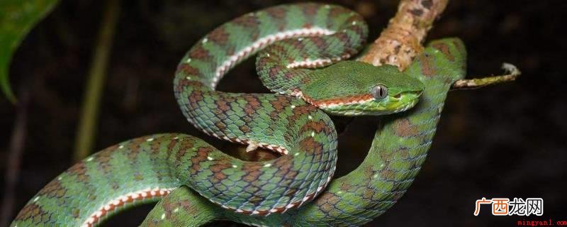蛇的食材有泥鳅、搜索引擎蜘蛛、虫类稚虫、鱼、小青蛙、癞蛤蟆、 蛇吃什么食物