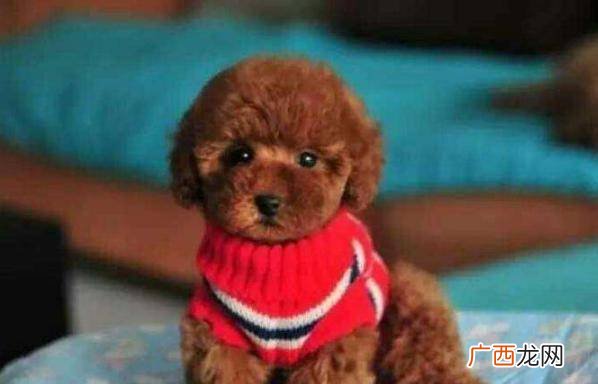 泰迪犬的寿命有多长,泰迪狗可以活多久？