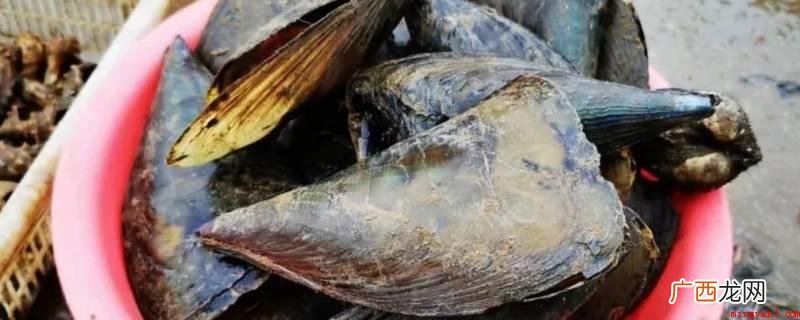 带子蒸5 带子蒸几分钟