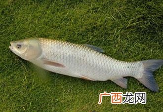 野生草鱼喜欢吃什么,一斤多的草鱼吃什么？