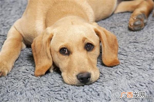 哪里买狗便宜,深圳买狗狗去哪里最好？