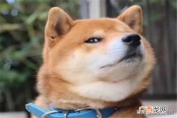 哪里买狗便宜,深圳买狗狗去哪里最好？