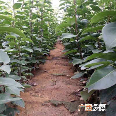 梨树可以嫁接什么树,丰水梨和秋月梨能互相授粉吗？