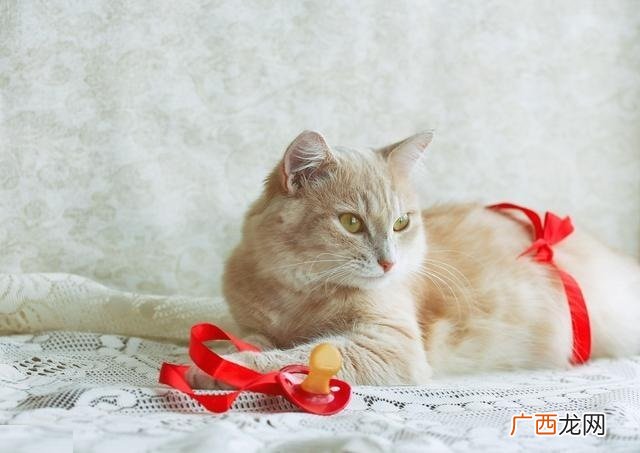 猫发情有什么表现,公猫发情时候会有什么反应？