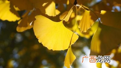 银杏树的象征意义,银杏树开花寓意？