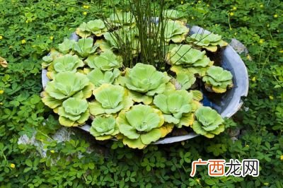 描写荷花的段落,稻草人荷花的好段落有哪些？