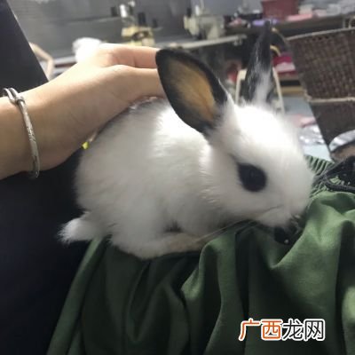 熊猫兔属于哪种兔子,熊猫兔吃什么？