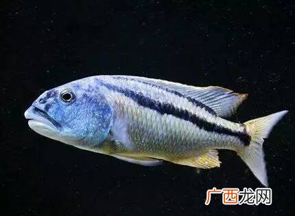 哪些品种的三湖鱼好养,新手养什么三湖慈鲷比较好？