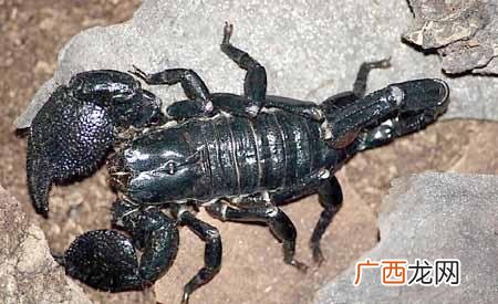 世界上体型最大的蝎子有多大,三厘米蝎子算大吗？