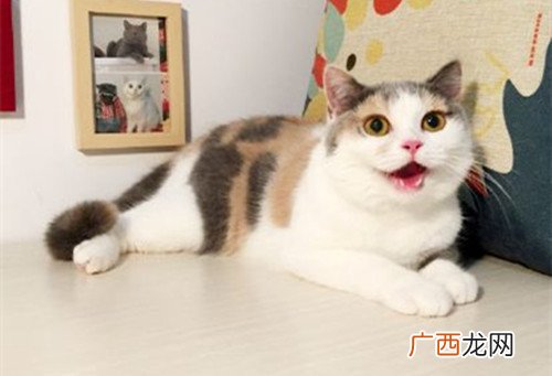 猫为什么大叫,猫为什么一直听到有嗡嗡的声音？