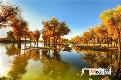 大漠胡杨林景区在哪里,胡杨林在哪个地区?