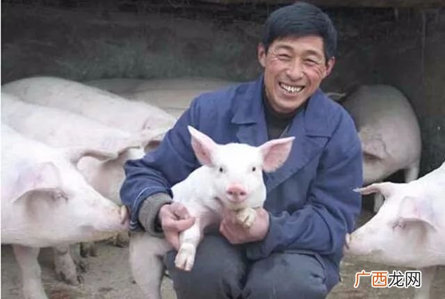 猪白条肉是什么意思,中温白条猪肉是什么意思？