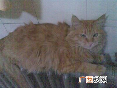 土猫是什么品种,什么土猫粘人?