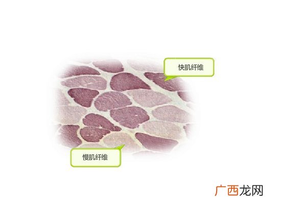 肌纤维类型名词解释,随意肌和不随意肌区别？